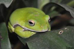 Rhacophorus maximus