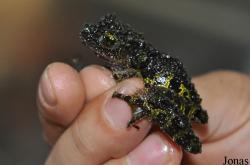 Theloderma bicolor