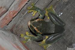 Vietnam Amphibian and Reptile Breeding Station