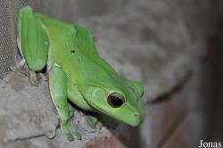 Vietnam Amphibian and Reptile Breeding Station