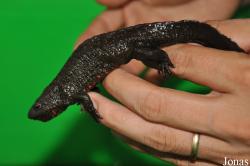 Vietnam Amphibian and Reptile Breeding Station