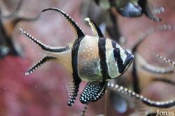 Pterapogon kauderni