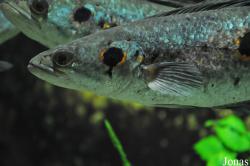Channa pleurophthalmus