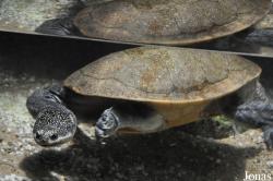 Chelodina parkeri