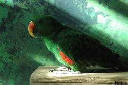 Eclectus roratus