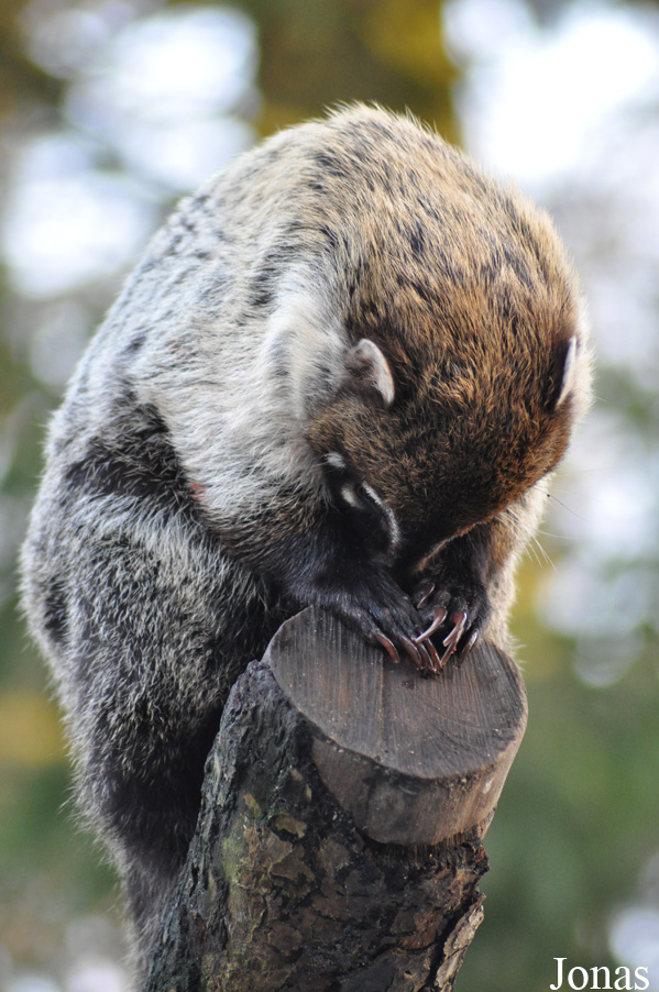 Dierenpark Wissel