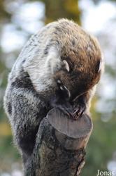 Dierenpark Wissel