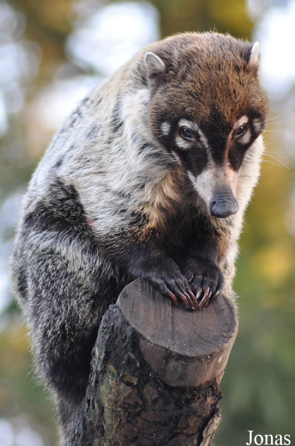 Dierenpark Wissel