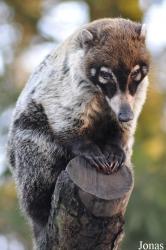 Dierenpark Wissel