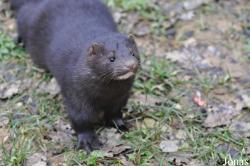 Mustela vison