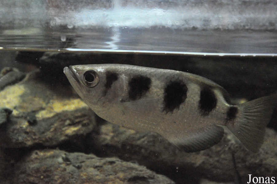 Aquarium de Loudun