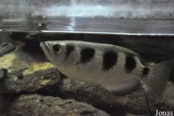 Aquarium de Loudun