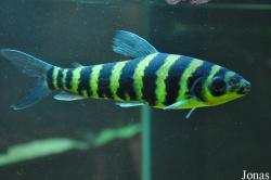 Aquarium de Loudun