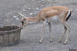 Zoologischer Garten Zürich