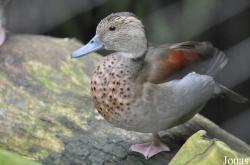 Zoologischer Garten Zürich