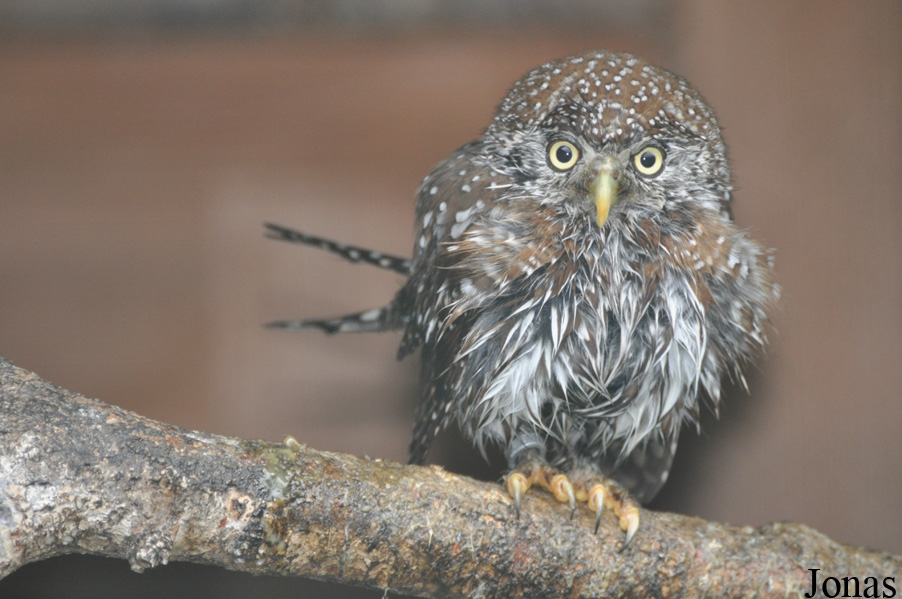 Eulen- und Greifvogelpark Buchs