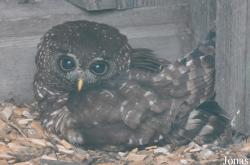 Eulen- und Greifvogelpark Buchs