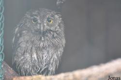 Eulen- und Greifvogelpark Buchs