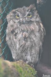 Eulen- und Greifvogelpark Buchs