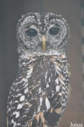 Eulen- und Greifvogelpark Buchs