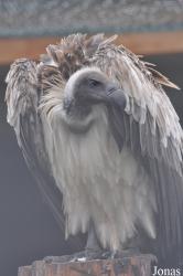 Eulen- und Greifvogelpark Buchs