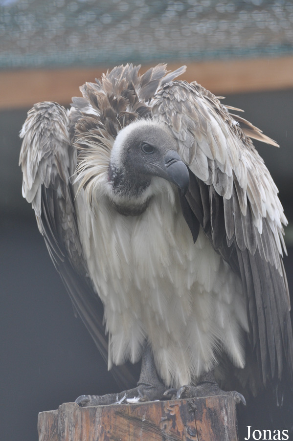 Eulen- und Greifvogelpark Buchs