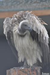 Eulen- und Greifvogelpark Buchs