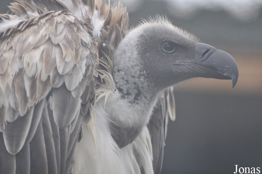 Eulen- und Greifvogelpark Buchs