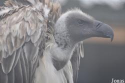 Eulen- und Greifvogelpark Buchs