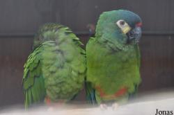 Vogelparadies Birka