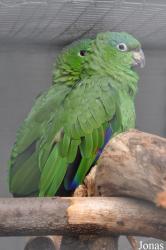 Amazona farinosa guatemalae