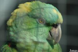 Amazona auropalliata