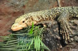 Abenteuerland Walter Zoo