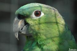 Amazona farinosa