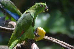 Amazona ochrocephala