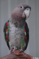 Poicephalus fuscicollis suahelicus