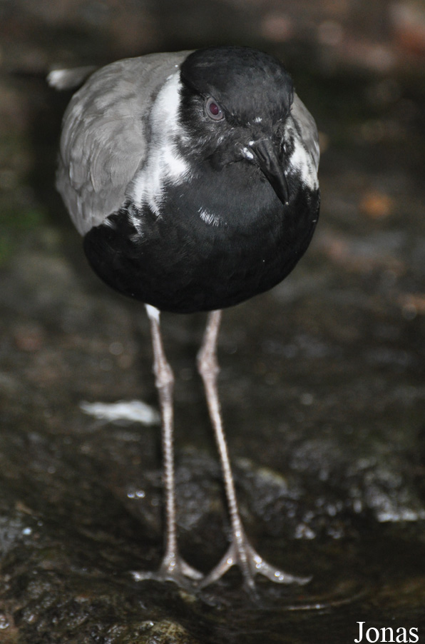 Vogelpark Steinen