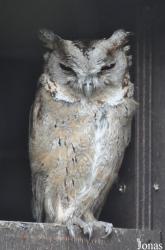 World of Owls