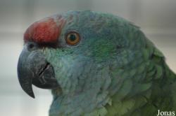 Amazona festiva bodini