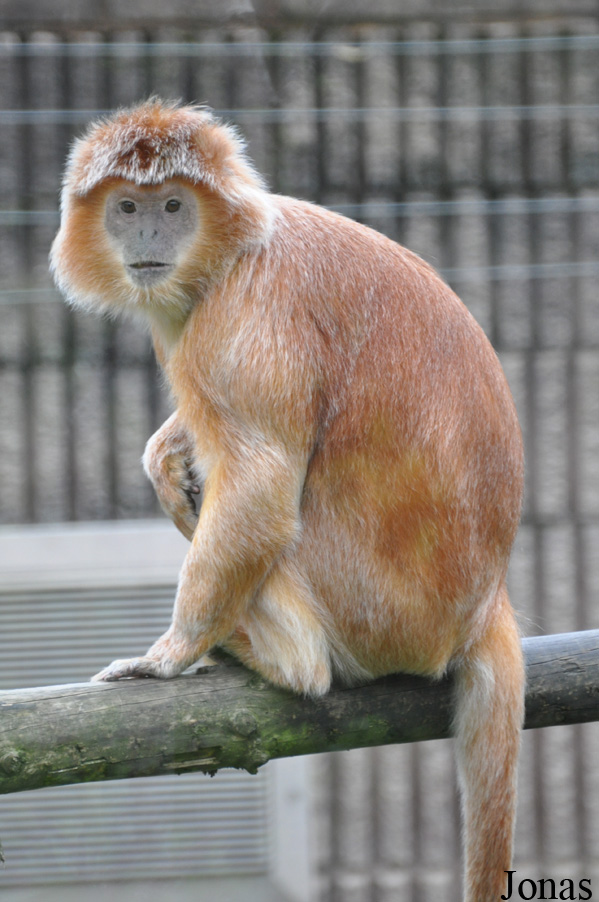 Belfast Zoological Gardens