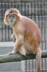 Belfast Zoological Gardens