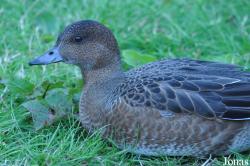 WWT Castle Espie Wetland Centre