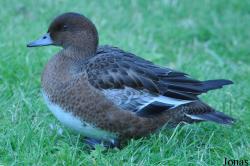 WWT Castle Espie Wetland Centre