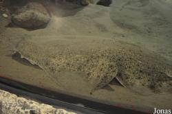 Exploris Aquarium