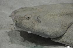 Squatina squatina