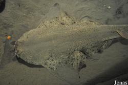 Exploris Aquarium