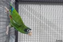 Amazona ventralis