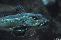 Eutrigla gurnardus