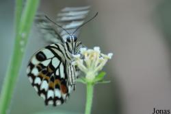 Seaforde Tropical Butterfly House