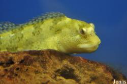Galway Atlantaquaria